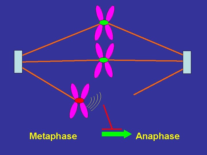 Metaphase Anaphase 