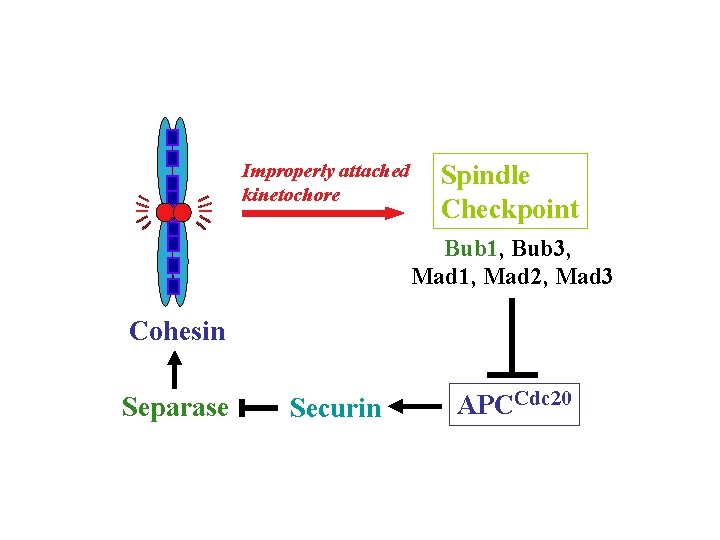 Improperly attached kinetochore Spindle Checkpoint Bub 1, Bub 3, Mad 1, Mad 2, Mad