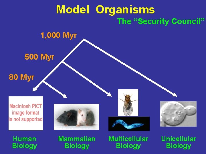 Model Organisms The “Security Council” 1, 000 Myr 500 Myr 80 Myr Human Biology