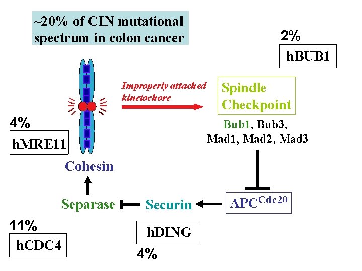 ~20% of CIN mutational spectrum in colon cancer Improperly attached kinetochore 4% 2% h.