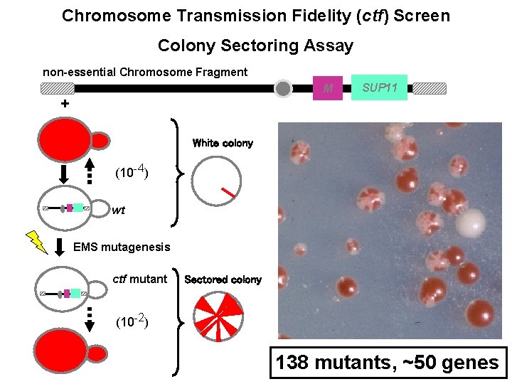 Chromosome Transmission Fidelity (ctf) Screen Colony Sectoring Assay non-essential Chromosome Fragment M + SUP