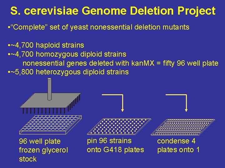 S. cerevisiae Genome Deletion Project • “Complete” set of yeast nonessential deletion mutants •