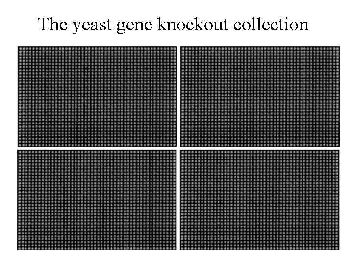 The yeast gene knockout collection 