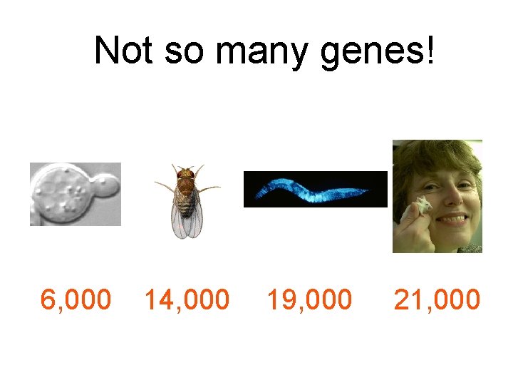 Not so many genes! 6, 000 14, 000 19, 000 21, 000 