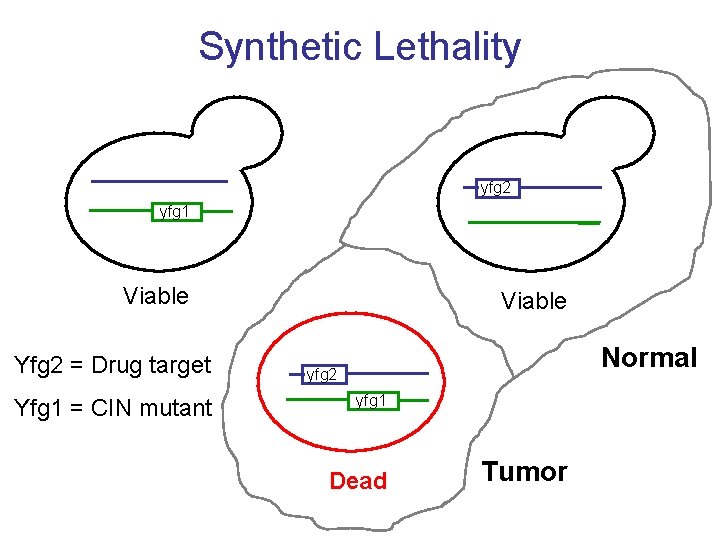 Synthetic Lethality yfg 2 yfg 1 Viable Yfg 2 = Drug target Yfg 1