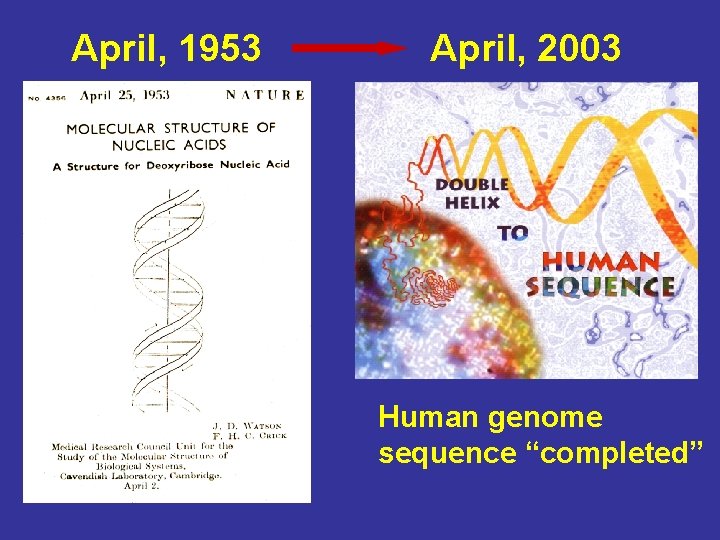 April, 1953 April, 2003 Human genome sequence “completed” 