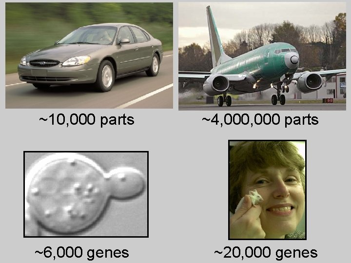 ~10, 000 parts ~6, 000 genes ~4, 000 parts ~20, 000 genes 