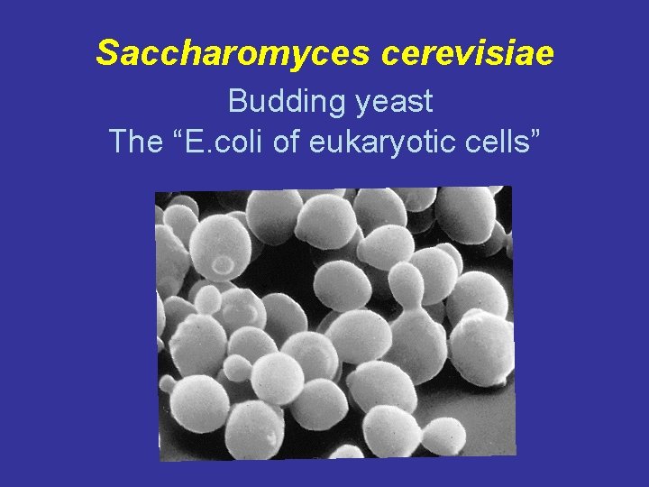 Saccharomyces cerevisiae Budding yeast The “E. coli of eukaryotic cells” 