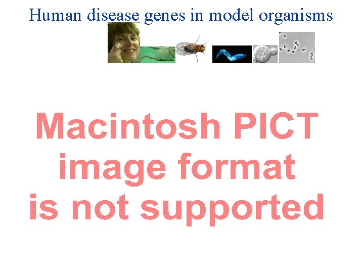 Human disease genes in model organisms 