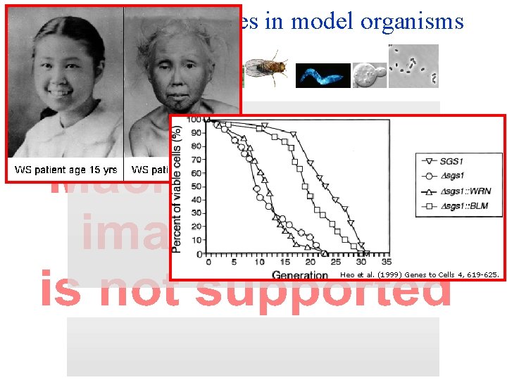 Human disease genes in model organisms Heo et al. (1999) Genes to Cells 4,