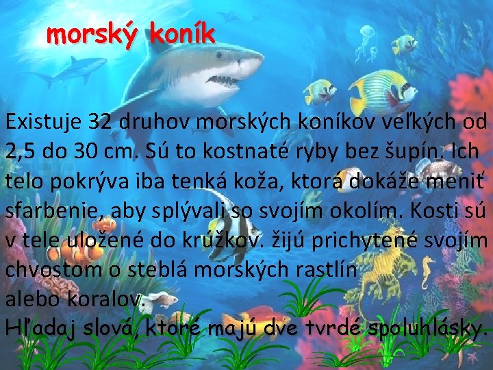 morský koník Existuje 32 druhov morských koníkov veľkých od 2, 5 do 30 cm.