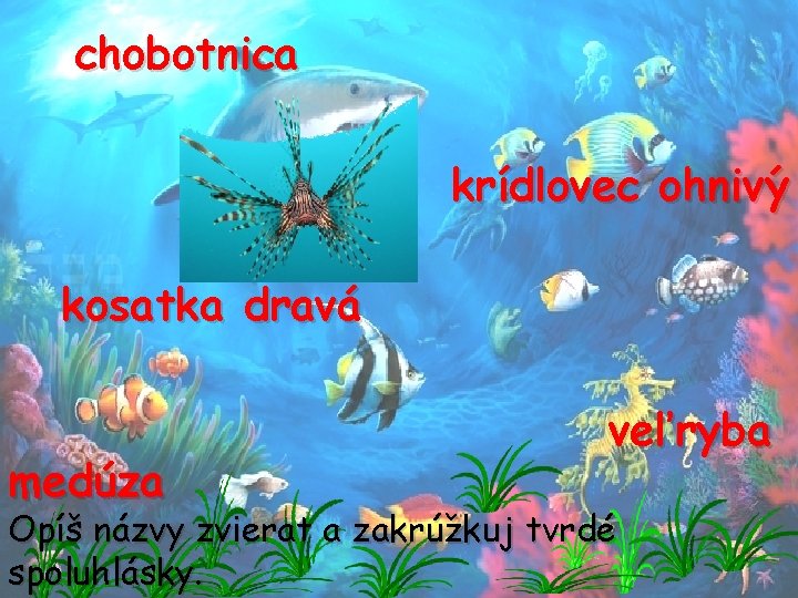 chobotnica krídlovec ohnivý kosatka dravá medúza veľryba Opíš názvy zvierat a zakrúžkuj tvrdé spoluhlásky.