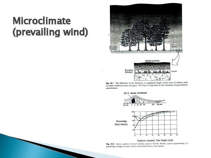 Microclimate (prevailing wind) 