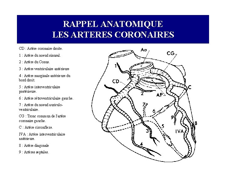 RAPPEL ANATOMIQUE LES ARTERES CORONAIRES CD : Artère coronaire droite. 1 : Artère du