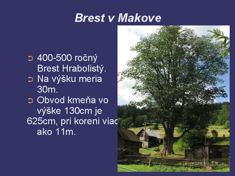 Brest v Makove 400 -500 ročný Brest Hrabolistý. ➲ Na výšku meria 30 m.