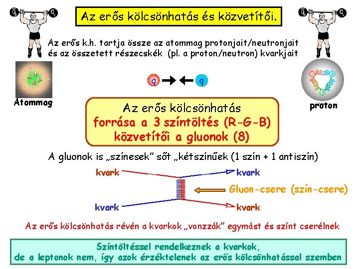 Az erős kölcsönhatás és közvetítői. Az erős k. h. tartja össze az atommag protonjait/neutronjait