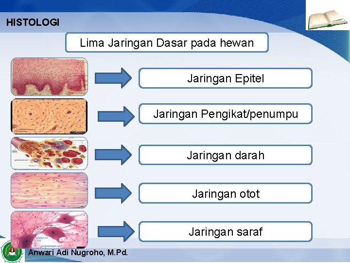 HISTOLOGI Lima Jaringan Dasar pada hewan Jaringan Epitel Jaringan Pengikat/penumpu Jaringan darah Jaringan otot