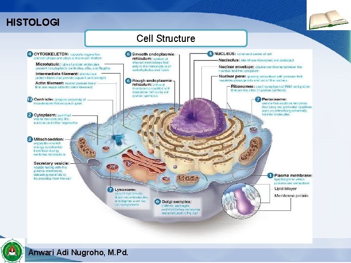 HISTOLOGI Cell Structure Anwari Adi Nugroho, M. Pd. 
