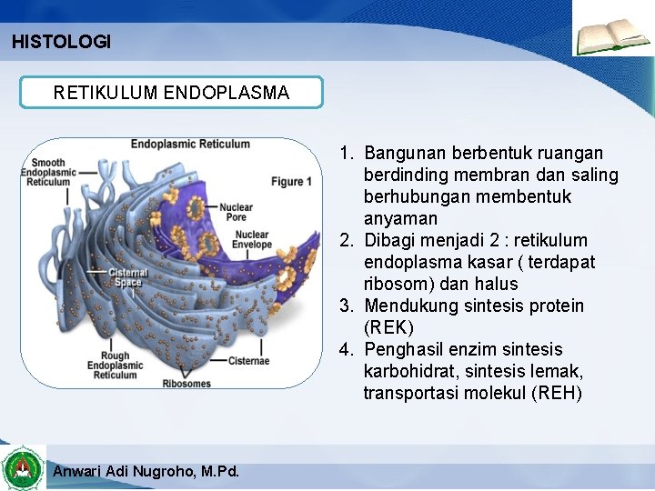 HISTOLOGI RETIKULUM ENDOPLASMA 1. Bangunan berbentuk ruangan berdinding membran dan saling berhubungan membentuk anyaman