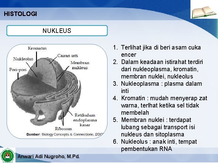 HISTOLOGI NUKLEUS 1. Terlihat jika di beri asam cuka encer 2. Dalam keadaan istirahat