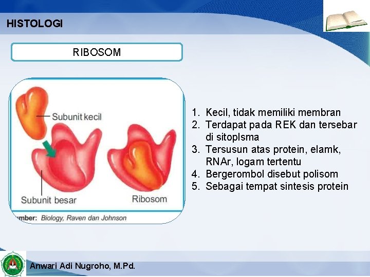 HISTOLOGI RIBOSOM 1. Kecil, tidak memiliki membran 2. Terdapat pada REK dan tersebar di