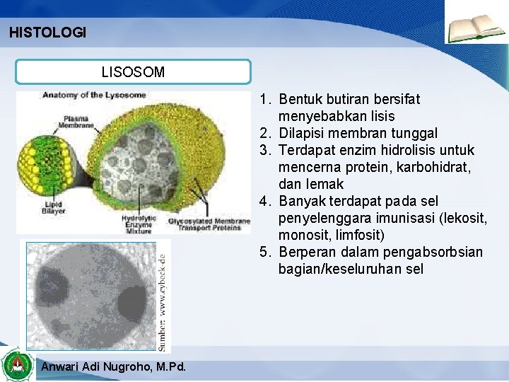 HISTOLOGI LISOSOM 1. Bentuk butiran bersifat menyebabkan lisis 2. Dilapisi membran tunggal 3. Terdapat