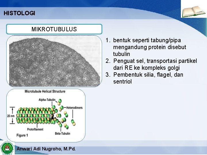 HISTOLOGI MIKROTUBULUS 1. bentuk seperti tabung/pipa mengandung protein disebut tubulin 2. Penguat sel, transportasi