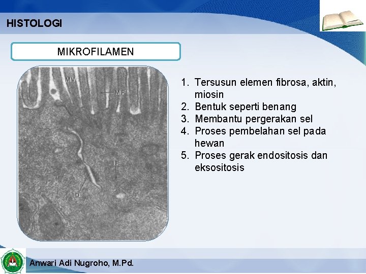 HISTOLOGI MIKROFILAMEN 1. Tersusun elemen fibrosa, aktin, miosin 2. Bentuk seperti benang 3. Membantu