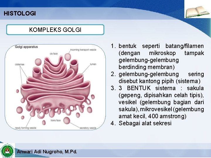 HISTOLOGI KOMPLEKS GOLGI 1. bentuk seperti batang/filamen (dengan mikroskop tampak gelembung-gelembung berdinding membran) 2.