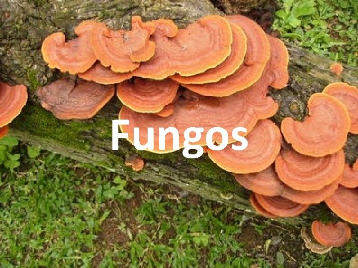 Fungos 