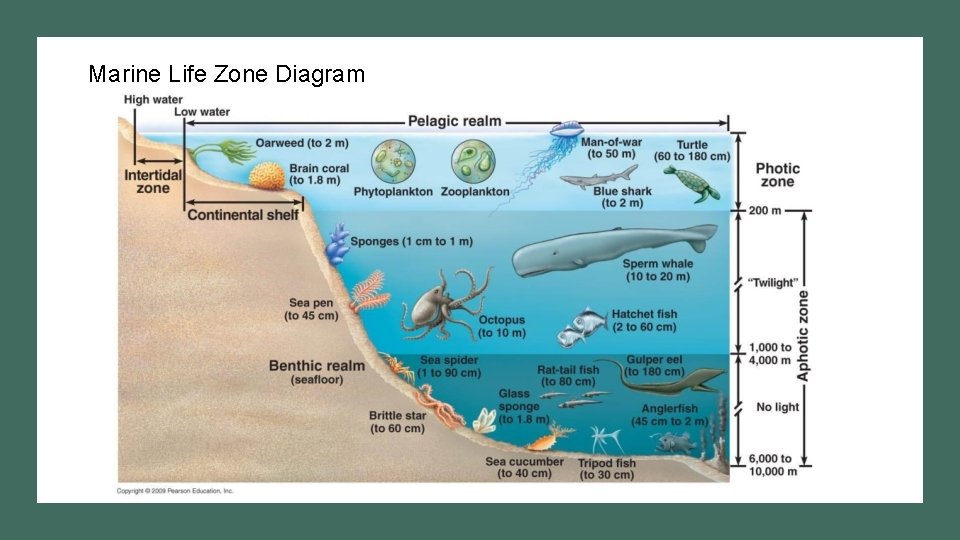 Marine Life Zone Diagram 