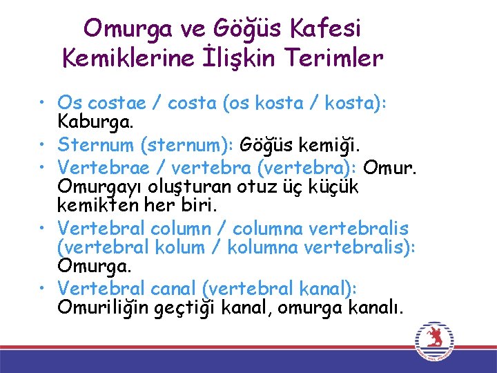 Omurga ve Göğüs Kafesi Kemiklerine İlişkin Terimler • Os costae / costa (os kosta