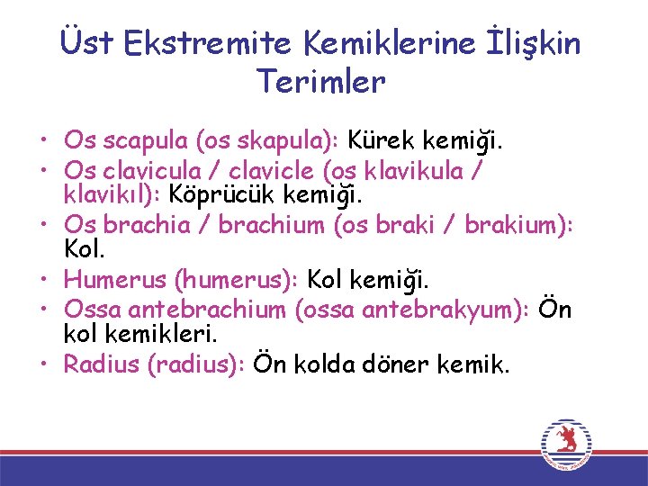 Üst Ekstremite Kemiklerine İlişkin Terimler • Os scapula (os skapula): Kürek kemiği. • Os