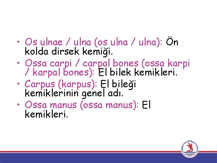  • Os ulnae / ulna (os ulna / ulna): Ön kolda dirsek kemiği.