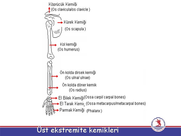 Üst ekstremite kemikleri 