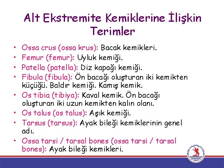 Alt Ekstremite Kemiklerine İlişkin Terimler • • Ossa crus (ossa krus): Bacak kemikleri. Femur