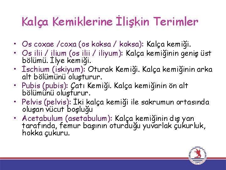 Kalça Kemiklerine İlişkin Terimler • Os coxae /coxa (os koksa / koksa): Kalça kemiği.