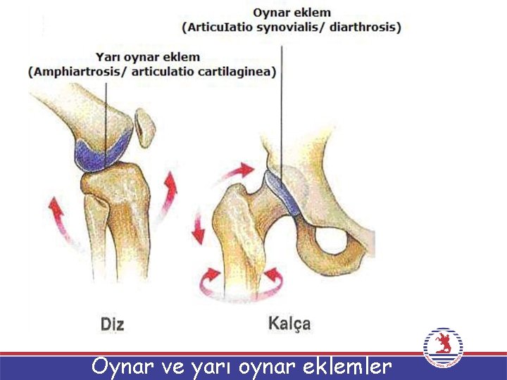 Oynar ve yarı oynar eklemler 