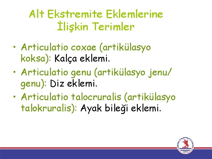 Alt Ekstremite Eklemlerine İlişkin Terimler • Articulatio coxae (artikülasyo koksa): Kalça eklemi. • Articulatio