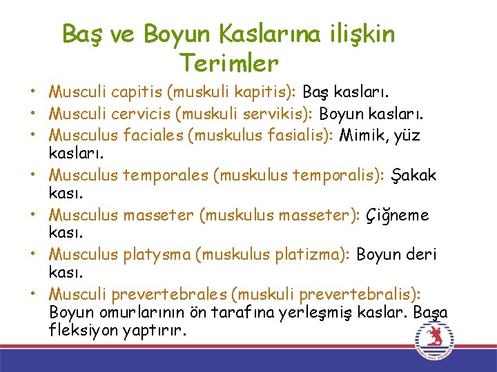 Baş ve Boyun Kaslarına ilişkin Terimler • Musculi capitis (muskuli kapitis): Baş kasları. •