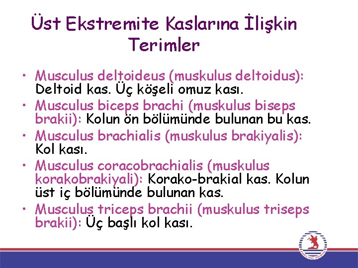 Üst Ekstremite Kaslarına İlişkin Terimler • Musculus deltoideus (muskulus deltoidus): Deltoid kas. Üç köşeli