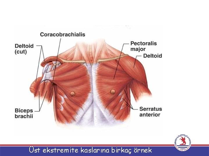 Üst ekstremite kaslarına birkaç örnek 