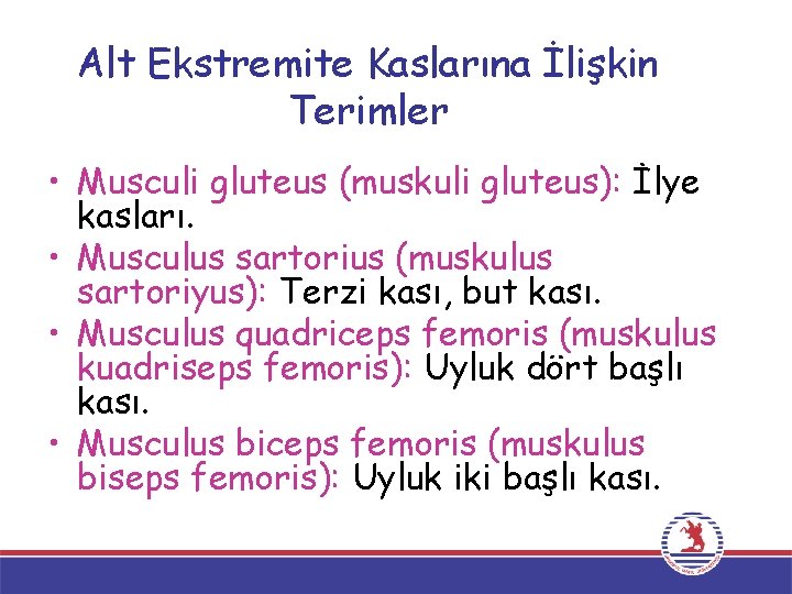 Alt Ekstremite Kaslarına İlişkin Terimler • Musculi gluteus (muskuli gluteus): İlye kasları. • Musculus