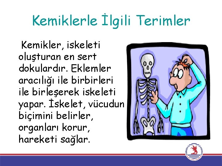 Kemiklerle İlgili Terimler Kemikler, iskeleti oluşturan en sert dokulardır. Eklemler aracılığı ile birbirleri ile