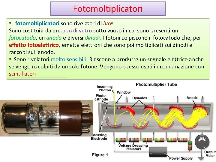 Fotomoltiplicatori • I fotomoltiplicatori sono rivelatori di luce. Sono costituiti da un tubo di