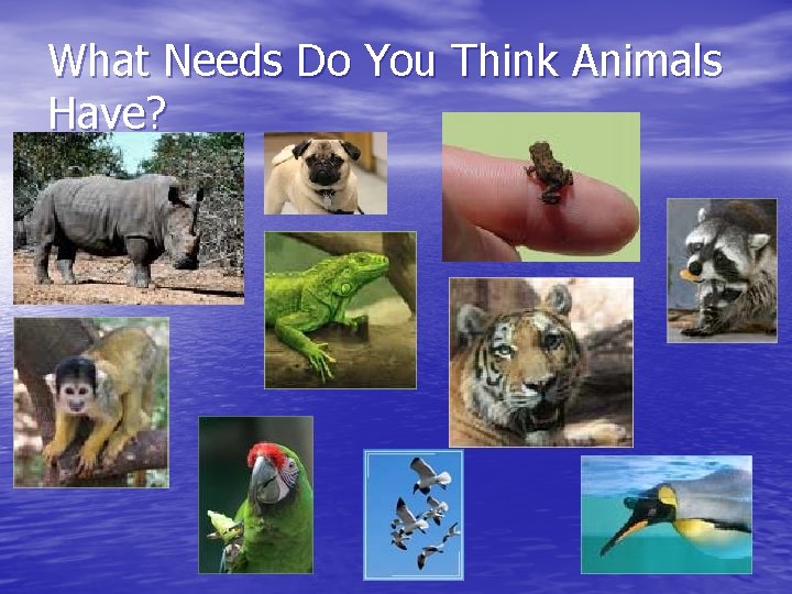 What Needs Do You Think Animals Have? 