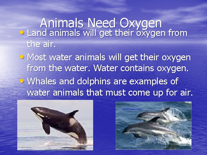 Animals Need Oxygen • Land animals will get their oxygen from the air. •