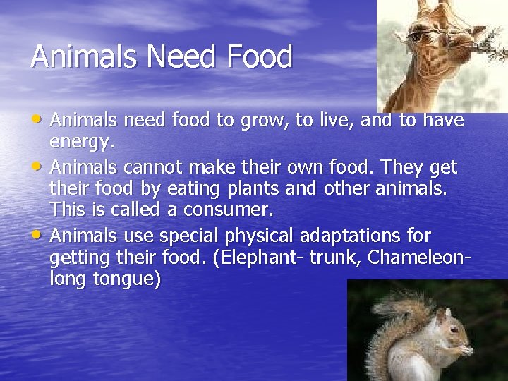 Animals Need Food • Animals need food to grow, to live, and to have
