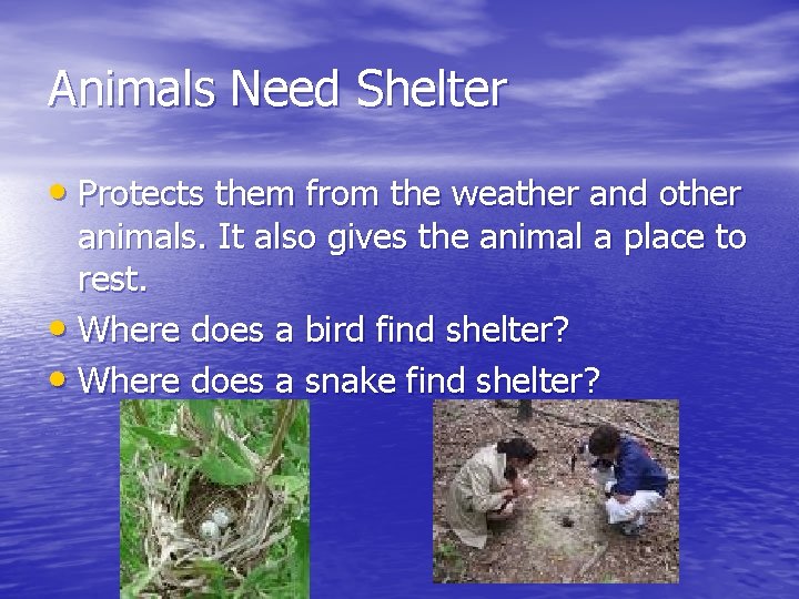 Animals Need Shelter • Protects them from the weather and other animals. It also