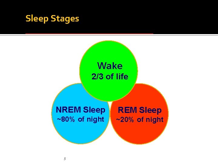 Sleep Stages ______________ Wake 2/3 of life NREM Sleep ~80% of night ~20% of Sleep Stages ______________ Wake 2/3 of life NREM Sleep ~80% of night ~20% of